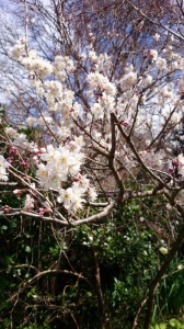 早咲きの桜とサンプル品の作成
